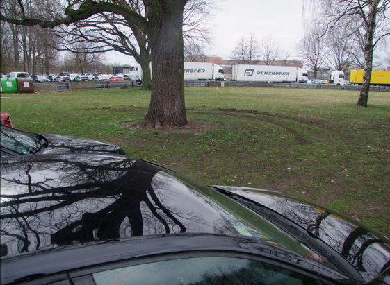 Auto parkt im Wurzelbereich eines alten Baumes, in der Wiese um den Baum tiefgefurchte Fahrspur um den Baum