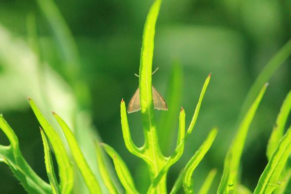 Kolmihaaraisia, kärjestään punaisia (huopaohdakkeen?) lehtiä nousee kuvan alalaidasta ylälaitaa kohti kurotellen. Keskimmäisen, pitkän lehden takana istuu beesi perhonen, josta näkyy vain siipien alapinnat ja tuntosarvet lehden kahtapuolen.
