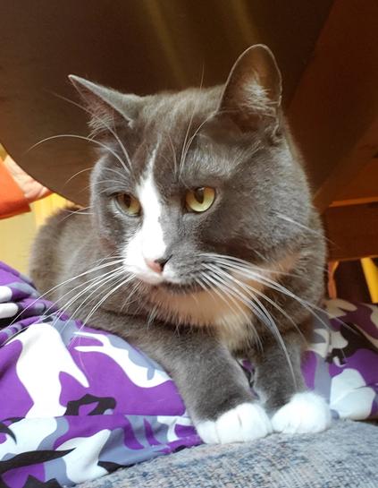 My green eyed, gray tuxedo cat, loafing on my lap, his body is under kitchen table. I'm sitting on a kitchen chair, his fave chair in the kitchen.
