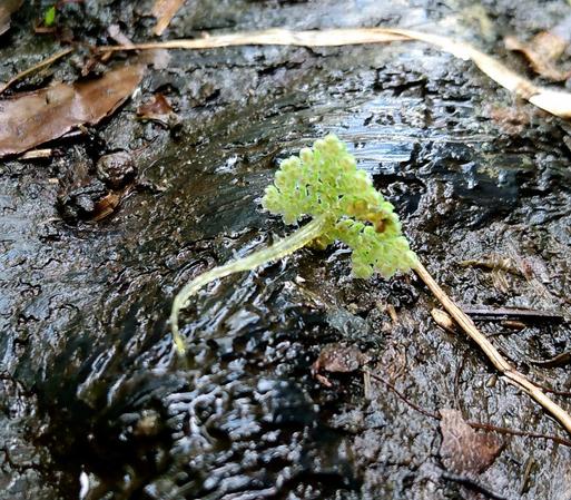Underside view of a piece of azolla with its one tiny aquatic root