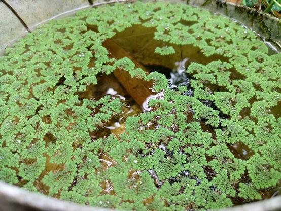 Many azollas in a tiny pond made out of an old plastic mixing bowl.