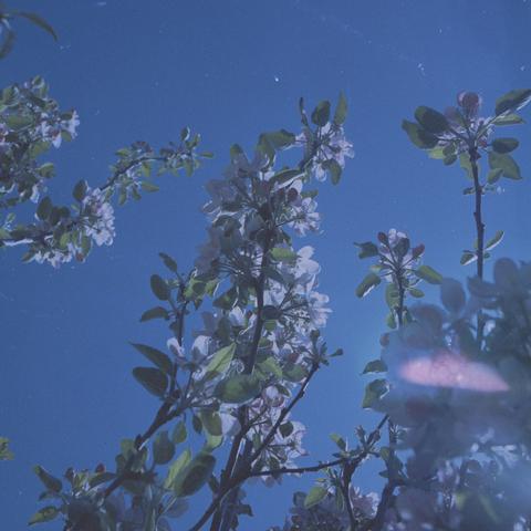 Film photo by Annie Spratt, blossoms reaching up to a dark blue sky.