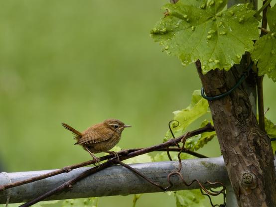 Tiny wren sitting on the branch of a grapevine. As it is typical for the wren, the tail feathers are pointing up diagonally.