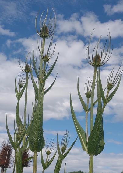 A group of young teasels, reaching enthusiastically for the heavens, against a backdrop of pale blue sky and scattered clouds. A few of last season's elders are photobombing in the bottom left corner.
