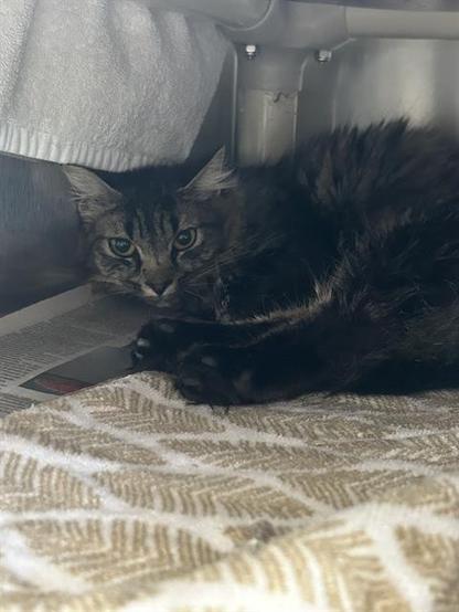 Bandit, a domestic medium hair cat, lays on a patterned sheet in a cage in the shelter. He's a gray and black tabby cat with fluffy fur. He's staring at the camera.