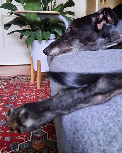 A greyhound is seen with his back feet and nose hanging off the edge of the couch