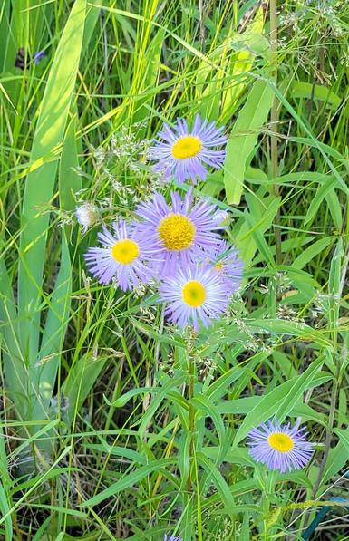 A group of native fleabane asters growing amid grasses and iris leaves. Each of the flowers has narrow lavender petals that radiate from a large yellow center.