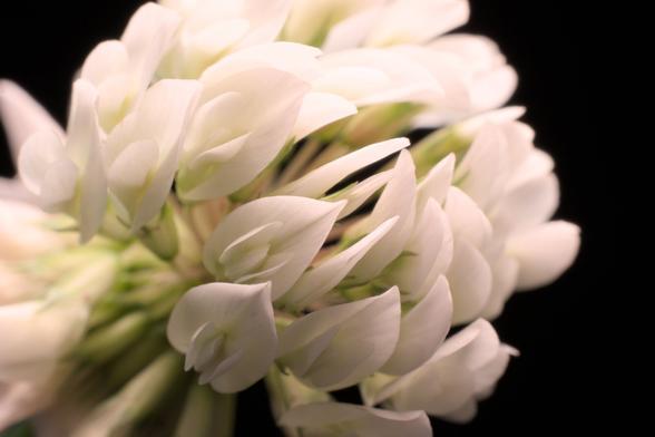 Macro shot of a white clover flower