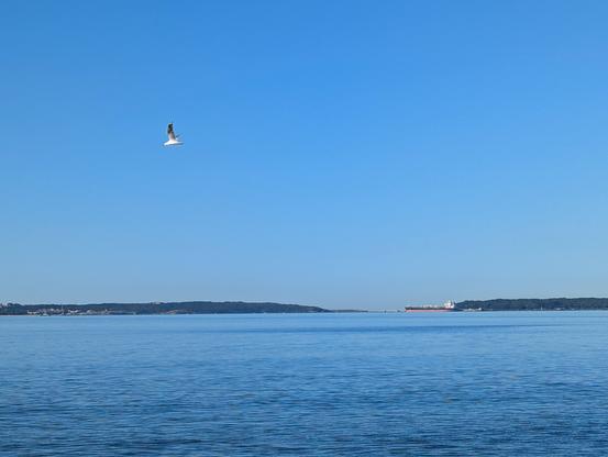 seagull flying across botany bay with the harbour opening in the back and a red fuel tanker docked