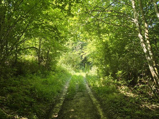 Pad door bos, lichtgroene begroeiing