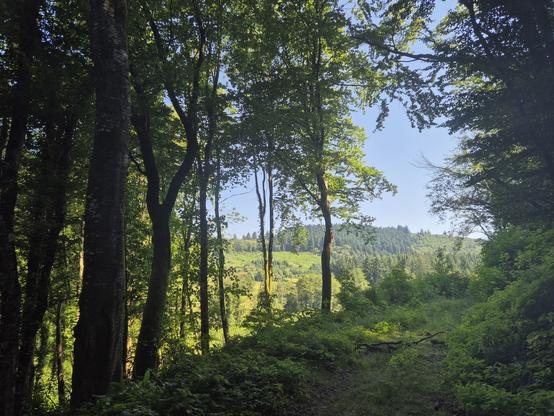 Uitzicht op dal vanuit bos