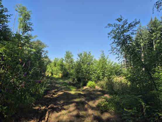 Hobbelig pad met eromheen lichtgroene struiken en bomen, strakblauwe lucht