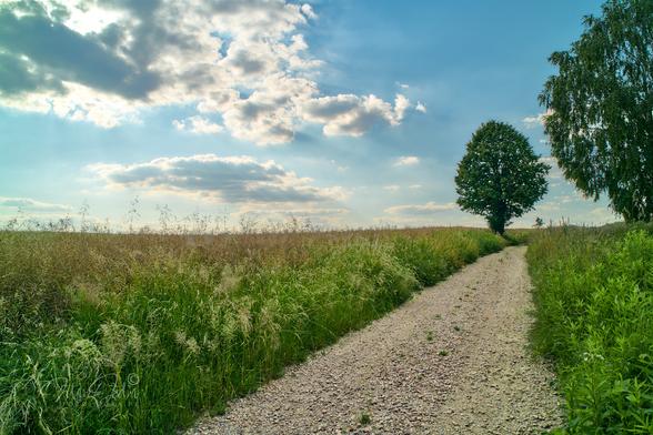 The lower half of the frame is a meadow with tall grasses. A gravel road runs through the meadow, from the bottom of the frame to the upper right. At the end of the road grows a large tree. The right edge of the frame cuts halfway through another tree, which grows closer to the observer, giving the impression of being even larger than the tree at the end of the road. Above the meadow, in the upper half of the frame, a blue sky with white-gray clouds.