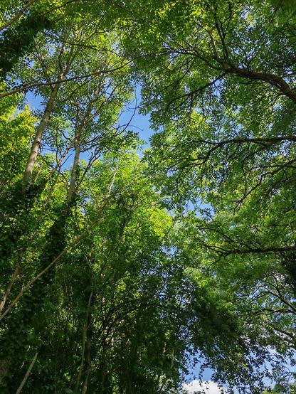 A canopy of sprays of delicate pinnate leaves against a blue sky