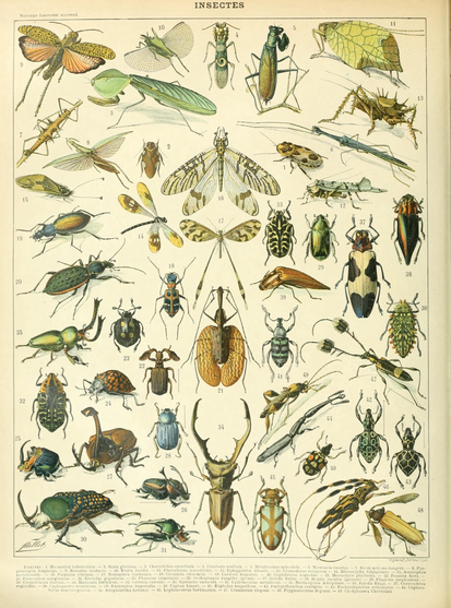 digital scan of a book page: “Insectes” plate (1 of a 2-page spread), scientific illustrations of a variety of insect specimens, numbered with ID key (scientific names) in bottom margin