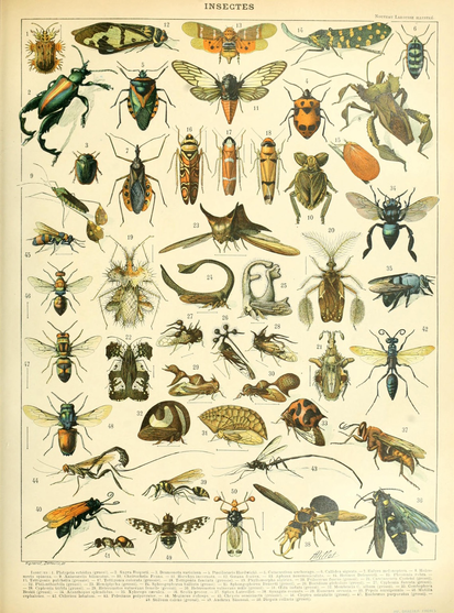 digital scan of a book page: “Insectes” plate (1 of a 2-page spread), scientific illustrations of a variety of insect specimens, numbered with ID key (scientific names) in bottom margin