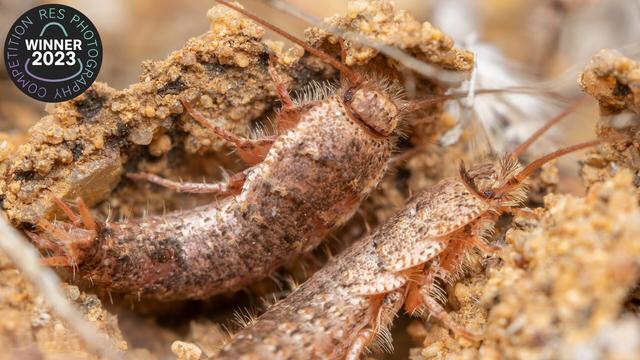 A photograph of a pair of scaled bristletail insects cuddled together in a small nest made of sand particles.