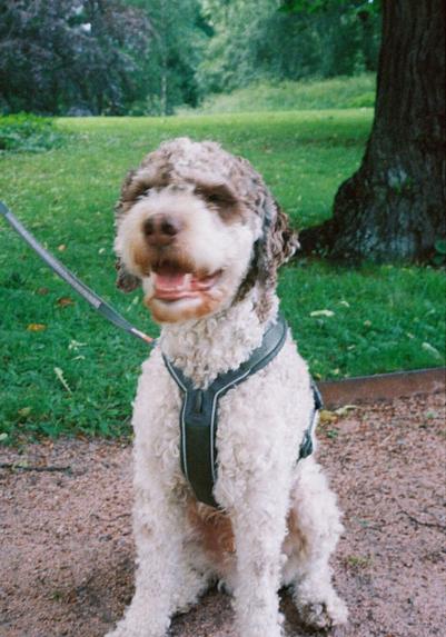 Ein krøllete kvit og brun hund med grøn sele sit på ein grusveg i Dronningparken og ser nesten inn i kameraet. Munnen er open og hovudet er litt uskarpt fordi han aldri klarer å sitte stille. Bakgrunnen er grønt gras og tre. Bildet har tydeleg kornstruktur fordi det er tatt på analog film.