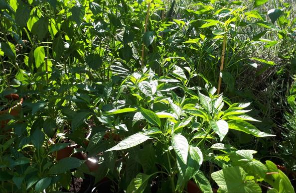 This is a picture of some UFO chilli plants in pots, standing in the sun. They're about 50 cm high, with nice green leaves and some flowers.