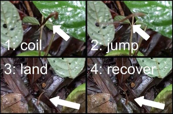 series of 4 photos showing a tropical terrestrial leech jumping from a large plant leaf