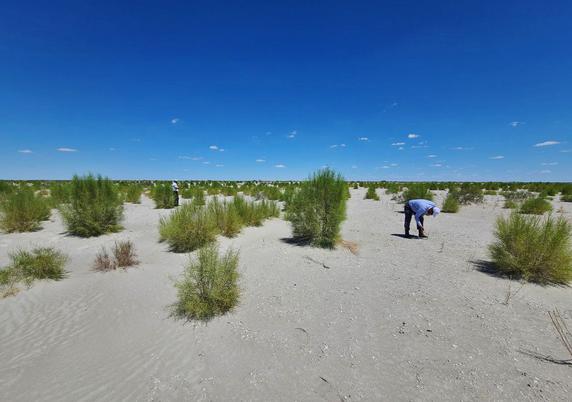 Photo of a dry flat landscape covered in sand and small shrubs. There are two people inspecting the plants.