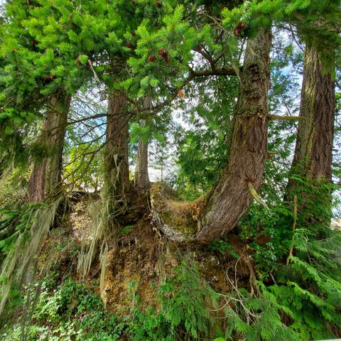 4 large Douglas fir trees, growing out of cliffside embankment, with smaller fir tree in background. Covered & surrounded by moss & usnea lichens. There's ferns, huckleberry, salal & cedar tree saplings, growing off cliffside & surrounding the fir trees.