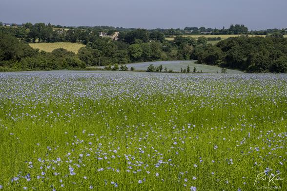 Photo en couleur, présentant un bout de campagne vallonné avec notamment deux champs de lin en fleur, bleus comme le ciel. Derrière ces 2 champs, on voit un paysage de bocage, bien arboré avec quelques champs de céréales.