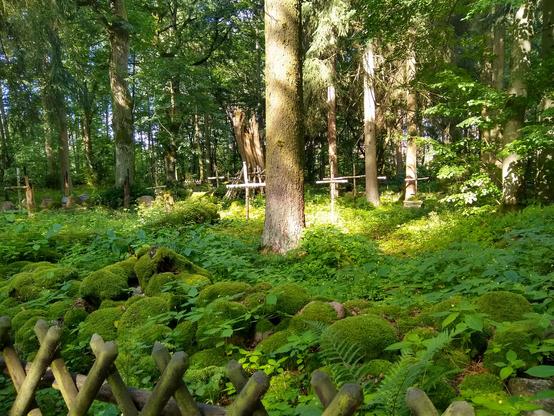 Porośnięty zielenią cmentarz w środku lasu, w słońcu.

Na ogrodzonym drewnianym płotkiem terenie rośnie kilka drzew. Pomiędzy nimi stoją krzyże ze skrzyżowanych gałęzi. Krzyże i drzewa w centralnej części są w ostrym słońcu. Ziemia porośnięta jest trawami i jakimiś innymi niskimi roślinkami. Z przodu stoi szeroki wał kamieni, całkiem porośniętych zielonym mchem. Przez las w tle przeziera błękit nieba.