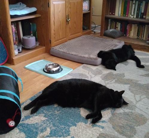 Two big black cats are lying on a grey and turquoise living room carpet.  They are both stretched out, fast asleep.  The one in the back is hugging a grey dog's bed as he lies on his side.  The one in the front is lying close to a black and turquoise cat tunnel toy.