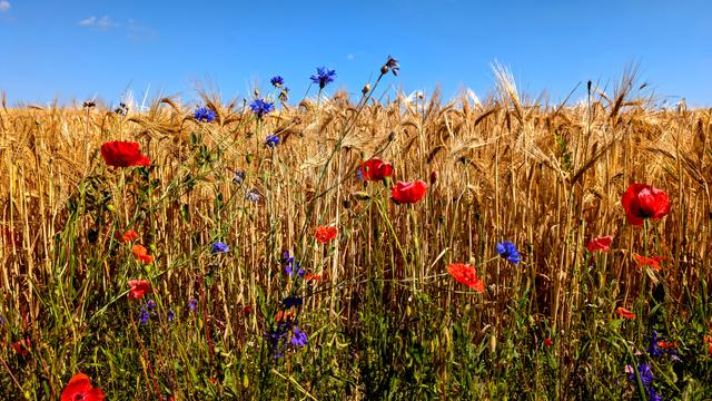 Der Rand eines Getreidefelds mit goldgelber Gerste. Davor blühender Klatschmohn und Kornblumen. Blauer Himmel darüber.