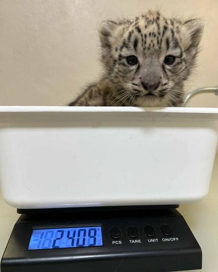 Azure Generated Description:
a cat sitting on a weighing scale (42.37% confidence)
---------------
Azure Generated Tags:
felidae (90.98% confidence)
big cats (88.55% confidence)
indoor (86.66% confidence)
animal (77.31% confidence)
cat (75.31% confidence)
sitting (75.15% confidence)
mammal (59.63% confidence)
leopard (56.14% confidence)