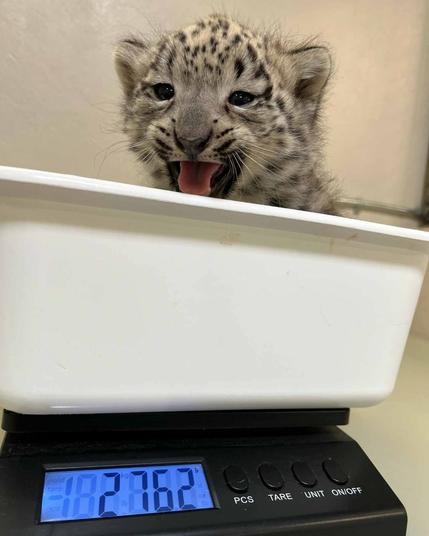 Azure Generated Description:
a cat sticking its tongue out (50.82% confidence)
---------------
Azure Generated Tags:
big cats (89.52% confidence)
felidae (88.92% confidence)
indoor (81.92% confidence)
animal (81.33% confidence)
cat (72.14% confidence)
mammal (53.56% confidence)