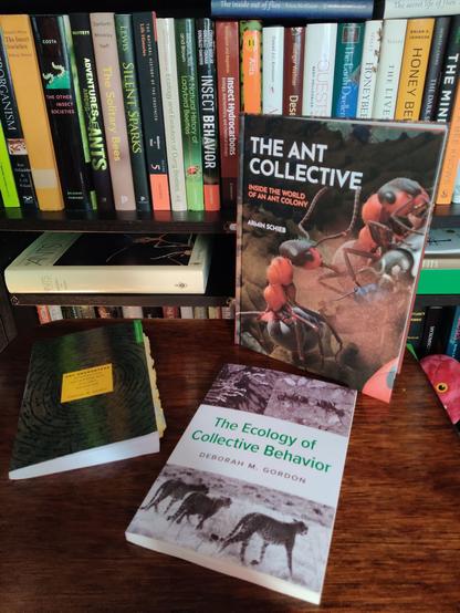 A photo of three books by Princeton University Press standing on a dark-brown wooden table in front of black shelves filled with books on entomology. The books are, front to back, The Ecology of Collective Behavior, Ant Encounters (heavily annotated with yellow post-it notes), and The Ant Collective.