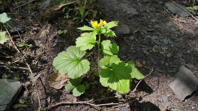 Few yellow petals remaining on very green herbaceous plant