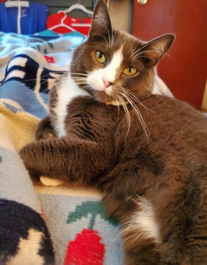 My green eyed, gray tuxedo cat, laying beside me in my recovery bed. He's keeping an eye on me & providing gentle purring comfort.