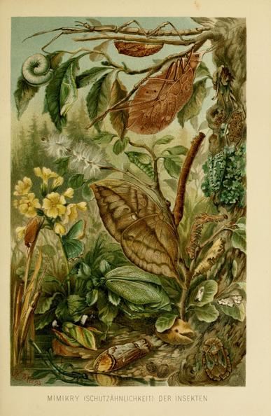 digital scan of a color book plate, illustration depicting a variety of insects camouflaged amongst the vegetation, title in bottom margin