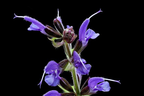Macro Meadow Sage

Images stacked using the WeMacro Focus Rail and Zerene Stacker in Linux.