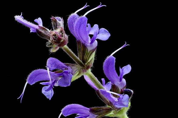 Macro Meadow Sage

Images stacked using the WeMacro Focus Rail and Zerene Stacker in Linux.