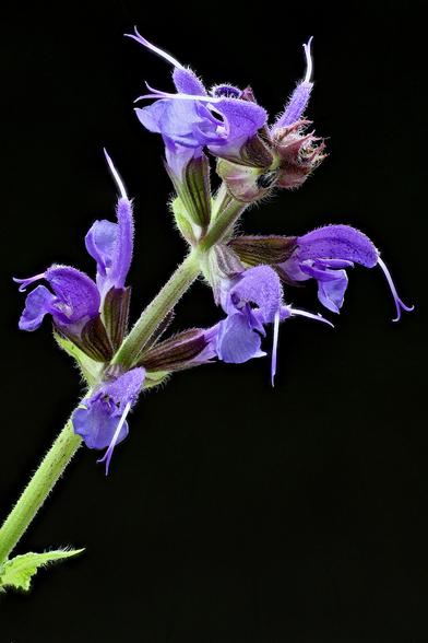 Macro Meadow Sage

Images stacked using the WeMacro Focus Rail and Zerene Stacker in Linux.