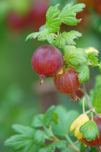 Stachelbeere, rot