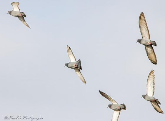 The photograph captures a group of five pigeons in mid-flight against a clear sky. These birds are spread across the frame, showcasing various wing positions that highlight the dynamics of flight.

Top Left Pigeon: Almost out of the frame, this pigeon is captured from a side angle. Its plumage features shades of grey and white.
Center Pigeons (Two): Positioned closer to the center, one pigeon has its wings upward and slightly towards the camera, while the other displays wings in a downward stroke. Both exhibit grey bodies, lighter heads, and distinctive red feet.
Bottom Pigeons (Two): Nearer to each other, one pigeon is angled to show its underside with wings up, while the other is side-on with wings down. Their feathers reveal subtle shades of grey and hints of iridescence around their necks.
This image could be valuable for bird flight pattern studies or wildlife photography enthusiasts due to its clarity and timing, capturing different stages of wing movement." - Copilot