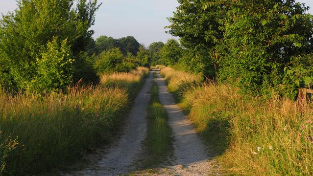 Geschotterter Feldweg durch Wiesengräsern mit Buschwerk