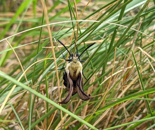 Photo of a very young hummingbird moth among some green blades of grass on our walking trail.