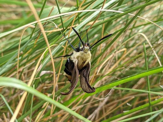 Photo of the same hummingbird moth from the side within the grass, its wings are still curled.