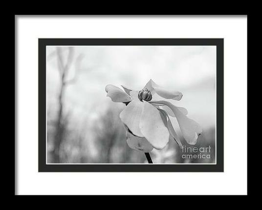 B&W photo Ode to a spring Magnolia flower