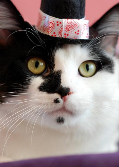 Closeup portrait of a black and white kitten, several months old, wearing a little black bowler hat with a red and white heart patterned ribbon around it. He looks super cute with his black and white face markings.