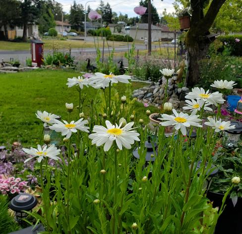 Highland White Dream shasta daisy flowers with bright yellow center, in our front gardens. Surrounded by many different perennial plants & flowers. A crabapple tree is to the upper right, with large river rocks stacked around half of trunk base & golden Buddha statue is atop rocks. There are 2 Canadian geese statues in bordered garden in background. My little free library is also in the background, near the roadside.