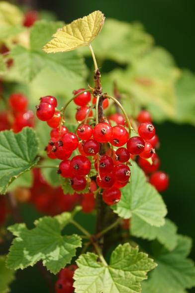 rote Johannesbeere