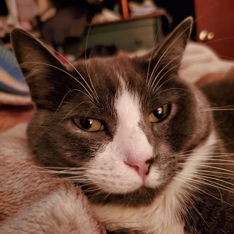 My green eyed, gray tuxedo cat, laying beside me & looking at me & camera.