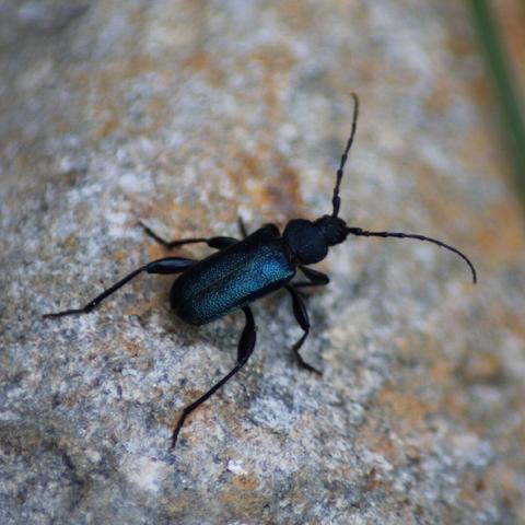 A blue and black beetle on a rock.